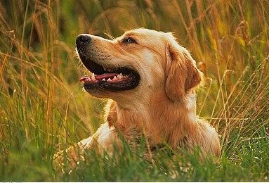 《星际海盗》的 