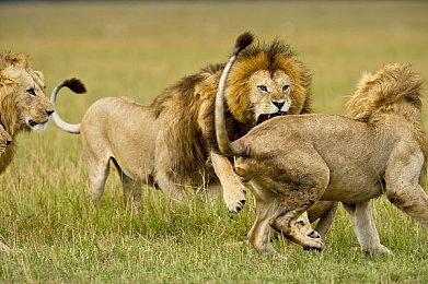 Edia与日本Falcom战略合作 多款90年代经典名作将重制